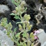 Teucrium botrys Other