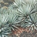 Agave sisalana 葉