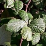 Rubus fruticosus Fuelha