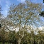 Platanus mexicana Агульны выгляд