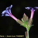 Plumbago europaea Flor