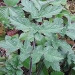 Heracleum sphondyliumFeuille