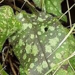 Pulmonaria saccharata Feuille