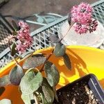 Sedum telephium Flower