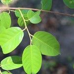 Marquesia macroura Hoja