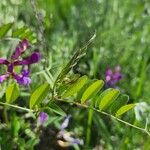 Vicia americana Fuelha