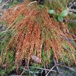 Juncus bulbosus Leaf