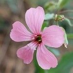 Vaccaria hispanica 花