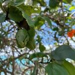 Cordia sebestena Lapas