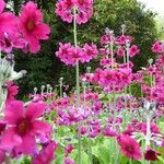 Primula bulleyana Blomma