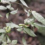 Tabernaemontana robinsonii Fruto