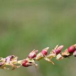 Bistorta vivipara Fruit