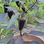 Capsicum frutescens Плід