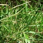 Paspalum scrobiculatum অভ্যাস