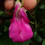 Impatiens mackeyana Flower