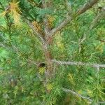Juniperus procera Кора