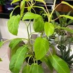 Philodendron erubescens葉