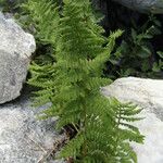 Dryopteris villarii Fulla