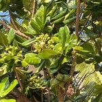 Barringtonia asiatica Gyümölcs