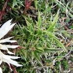 Carlina acaulis Blatt