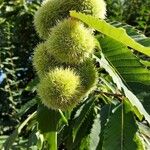 Castanea sativa Plod