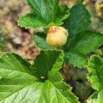Rubus chamaemorus Kukka