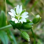 Cerastium arvense Flor