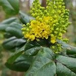 Berberis aquifoliumBlüte