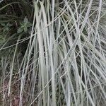 Cortaderia selloana Blad