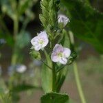 Veronica anagallis-aquatica Flower