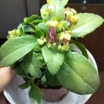 Kalanchoe miniata Folha