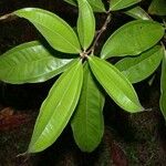 Miconia longifolia Лист