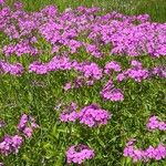 Phlox glaberrima ফুল