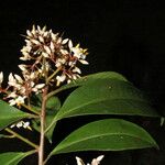 Ardisia compressa Blüte