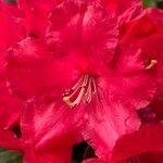 Rhododendron arboreum Квітка