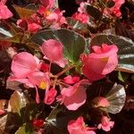 Begonia cucullata Blüte