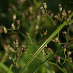 Cyanthillium cinereum Flower