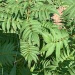 Sorbaria kirilowii Folha