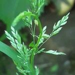Poa trivialis Flor