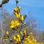 Genista scorpius Flower