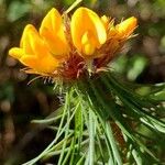 Pultenaea stipularis Λουλούδι