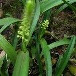 Polystachya stuhlmannii Habit