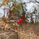 Viburnum opulusFruit