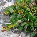 Salix uva-ursi ശീലം