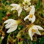 Solanum sisymbriifolium Květ