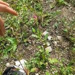 Oenothera rosea 整株植物