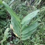 Hedychium coronariumFoglia