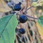 Frangula alnus Fruitua