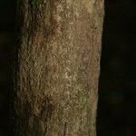 Cordia sprucei Bark