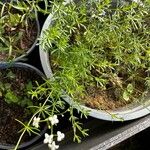 Galium anisophyllonഇല